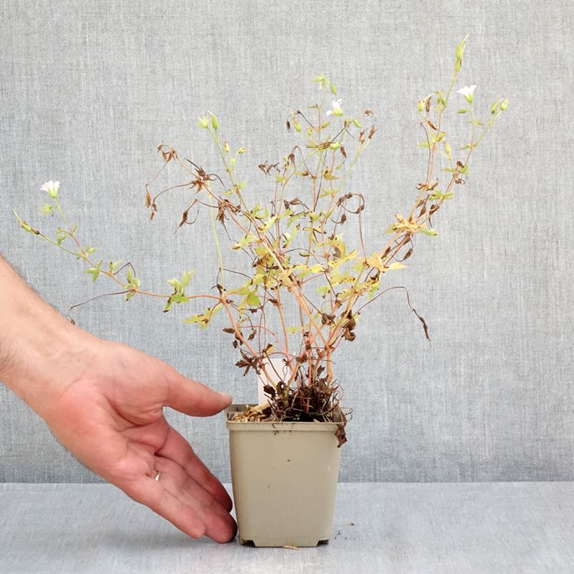 Ejemplar de Geranio oxonianum Ankum's White - Geranio vivaz Maceta de 8/9 cm entregado en verano