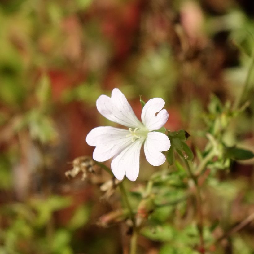 Geranio oxonianum Ankum's White - Geranio vivaz (Floración)