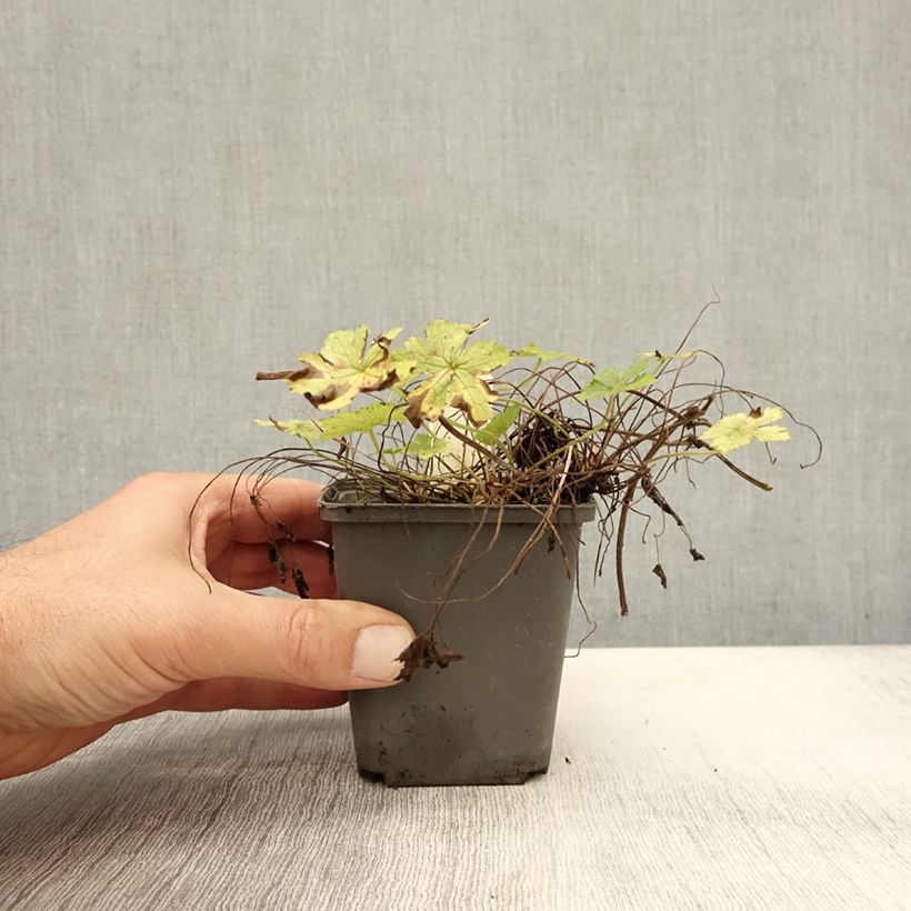 Ejemplar de Geranio oxonianum Walter s Gift - Geranio vivaz Maceta de 8/9 cm entregado en otoño
