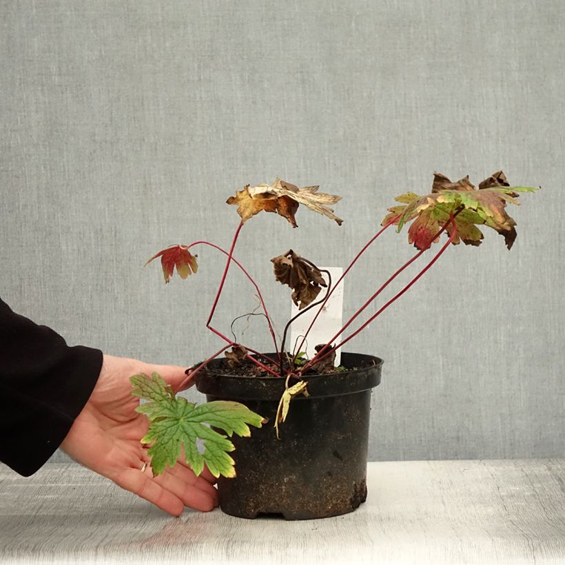 Ejemplar de Geranio Patricia - Geranio vivaz Maceta 1,5L/2L entregado en otoño