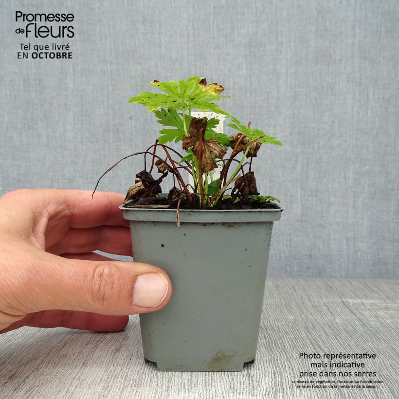 Ejemplar de Geranio phaeum Album - Geranio vivaz Maceta de 8/9 cm entregado en otoño