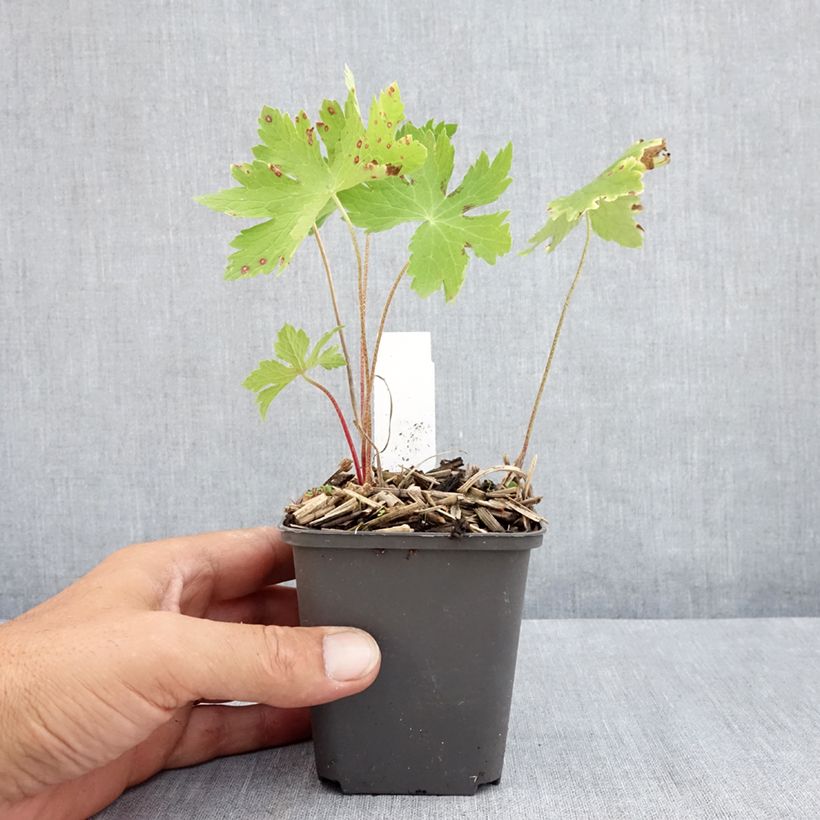 Ejemplar de Geranio phaeum Angelina - Geranio vivaz Maceta de 8/9 cm entregado en verano