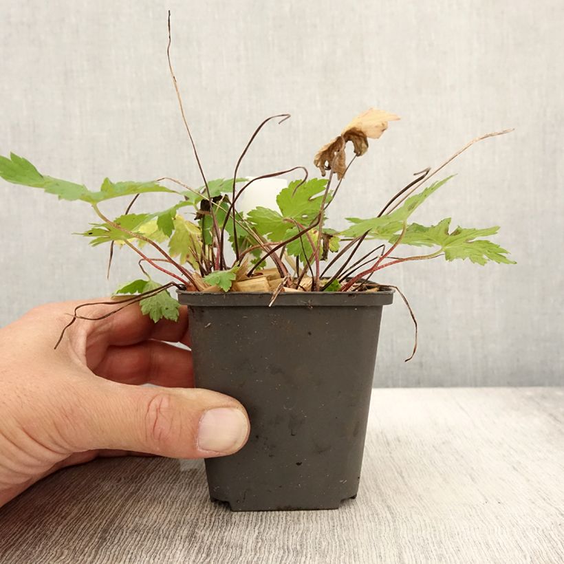 Ejemplar de Geranio phaeum Angelina - Geranio vivaz Maceta de 8/9 cm entregado en otoño