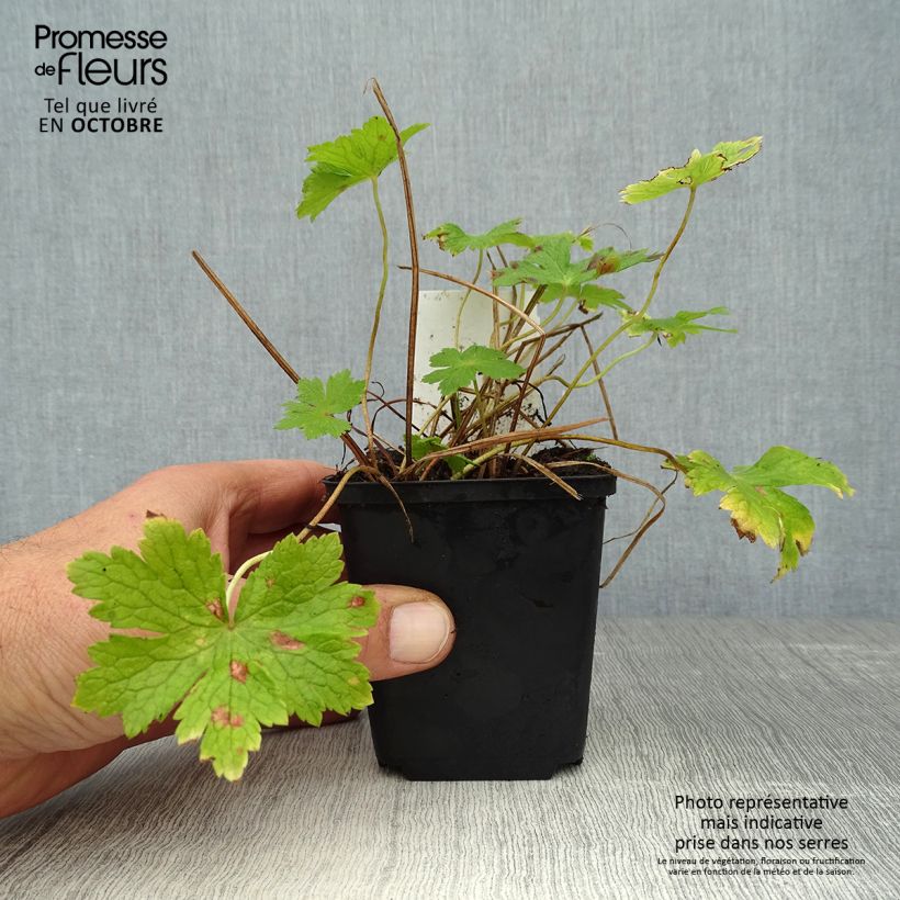 Ejemplar de Geranio phaeum - Geranio vivaz Maceta de 8/9 cm entregado en otoño