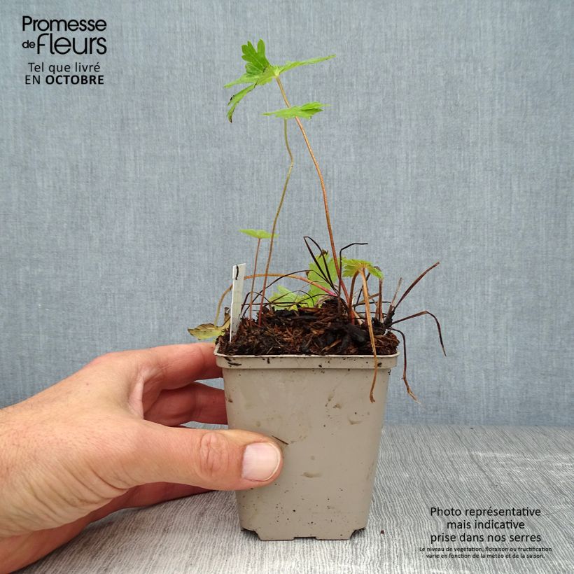 Ejemplar de Geranio phaeum Lily Lovell - Geranio vivaz Maceta de 8/9 cm entregado en otoño