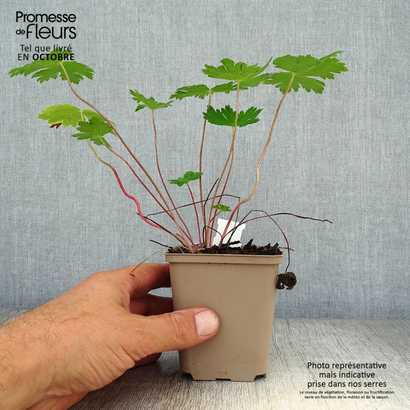 Ejemplar de Geranio phaeum Mourning Widow - Geranio vivaz Maceta de 8/9 cm entregado en otoño