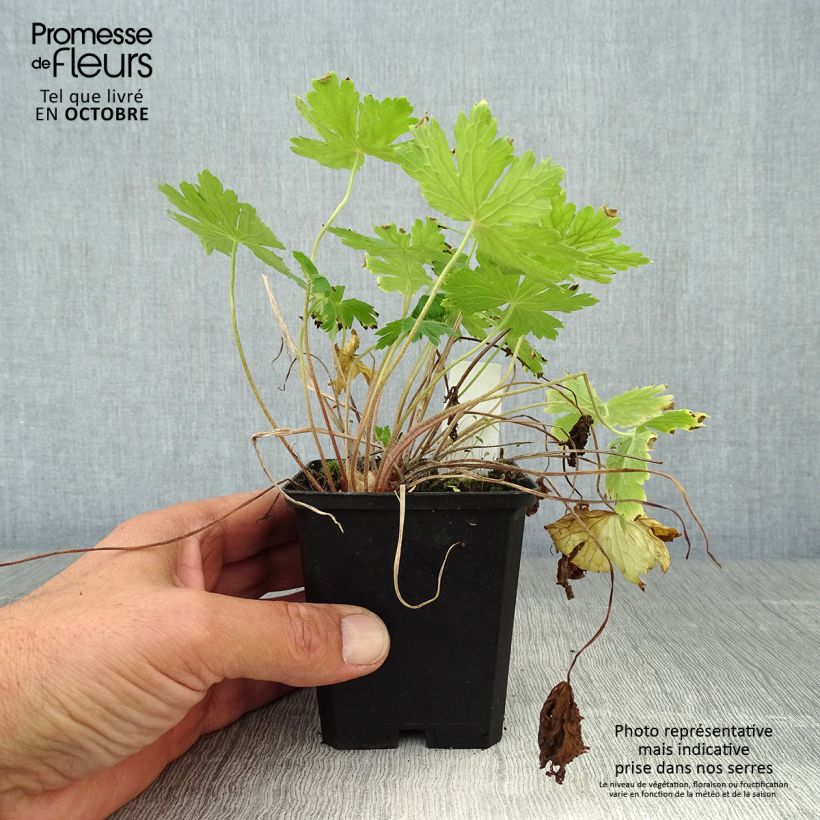 Ejemplar de Geranio phaeum Raven - Geranio vivaz Maceta de 8/9 cm entregado en otoño
