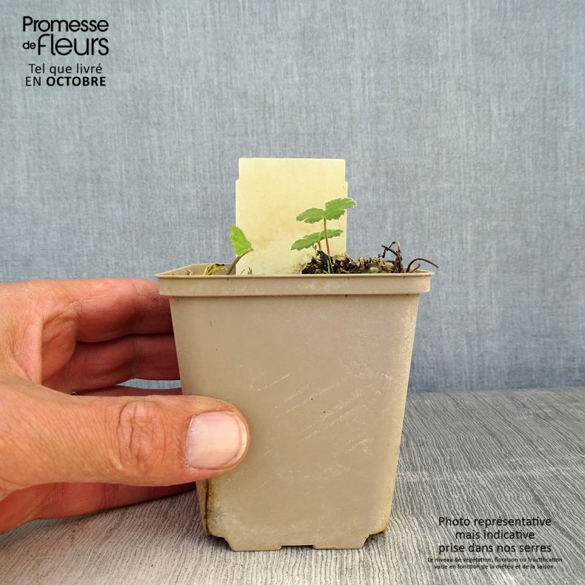 Ejemplar de Geranio renardii Philippe Vapelle - Geranio vivaz Maceta de 8/9 cm entregado en otoño
