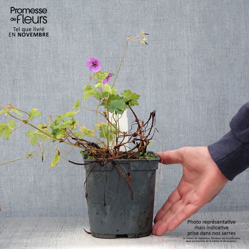 Ejemplar de Geranio Pink Penny - Geranio vivaz Maceta 2L/3L entregado en otoño