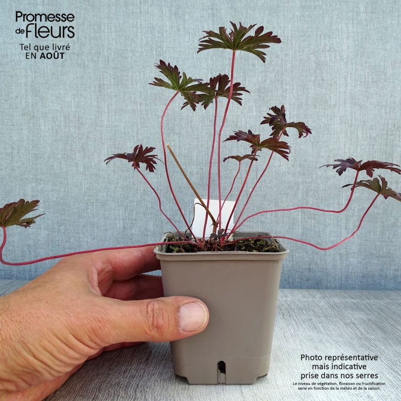 Ejemplar de Geranio de prado Dark Reiter - Geranium pratense Maceta de 8/9 cm entregado en verano