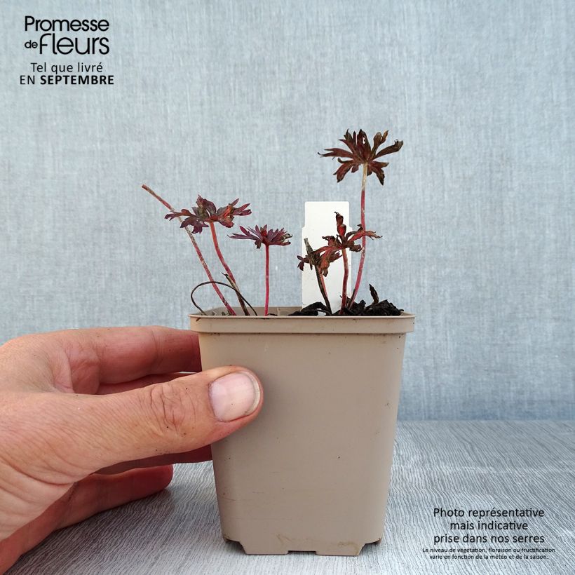 Ejemplar de Geranio de prado Hocus Pocus - Geranium pratense Maceta de 8/9 cm entregado en verano