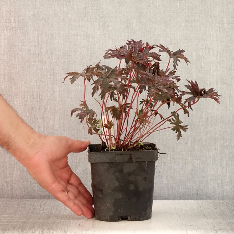 Ejemplar de Geranio de prado Hocus Pocus - Geranium pratense Maceta 2L/3L entregado en verano