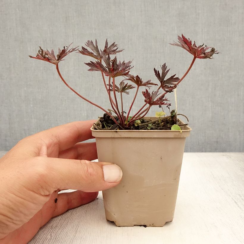 Ejemplar de Geranio de prado Midnight Reiter - Geranium pratense Maceta de 8/9 cm entregado en verano