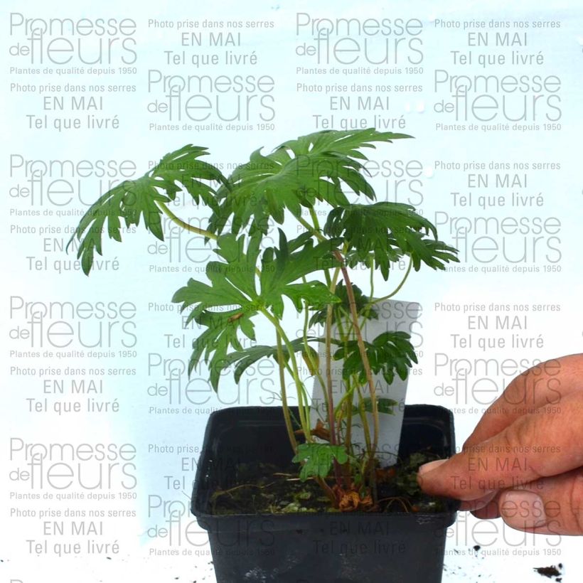 Ejemplo de ejemplar de Geranio de prado Plenum Violaceum - Geranium pratense Maceta de 8/9 cm tal y como se entrega
