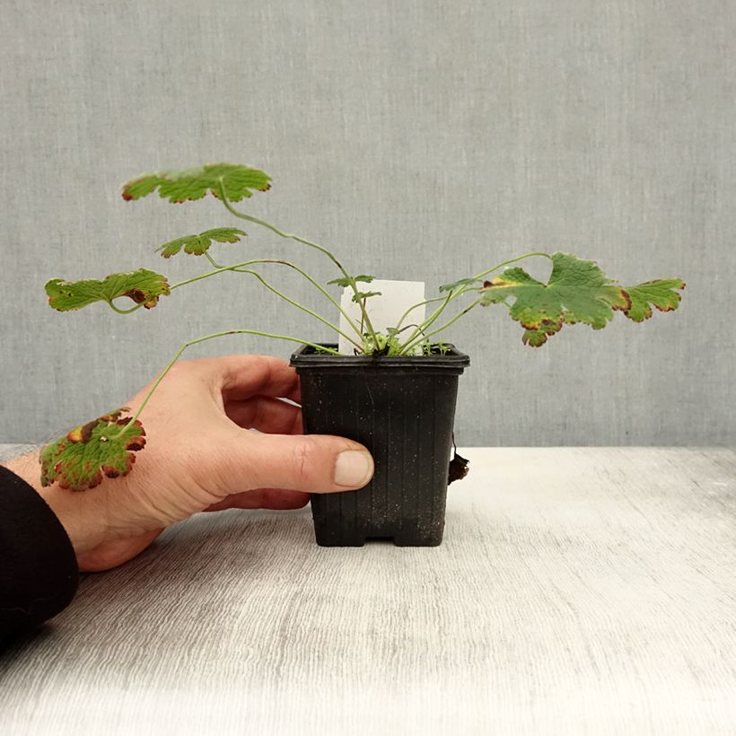 Ejemplar de Geranio renardii - Geranio vivaz Maceta de 8/9 cm entregado en otoño