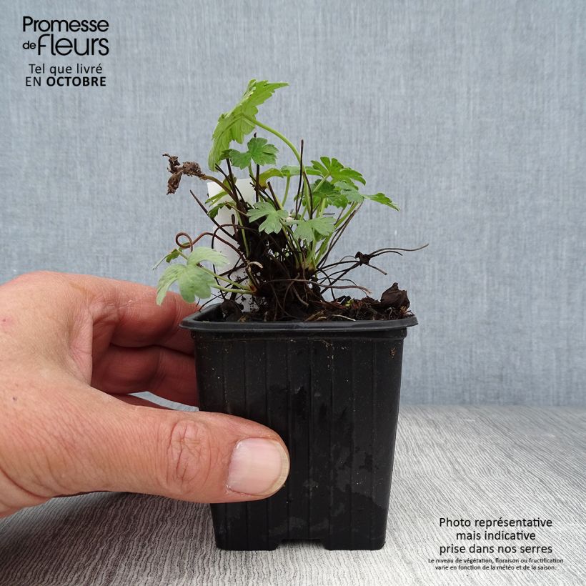 Ejemplar de Geranio riversleaianum Russell Prichard - Geranio vivaz Maceta de 8/9 cm entregado en otoño