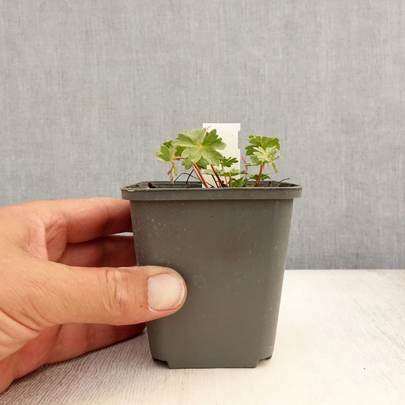 Ejemplar de Geranio cinereum Rothbury Gem - Geranio vivaz Maceta de 8/9 cm entregado en verano