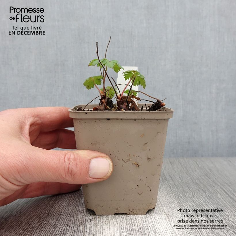 Ejemplar de Geranio Sabani Blue - Geranio vivaz Maceta de 8/9 cm entregado en otoño