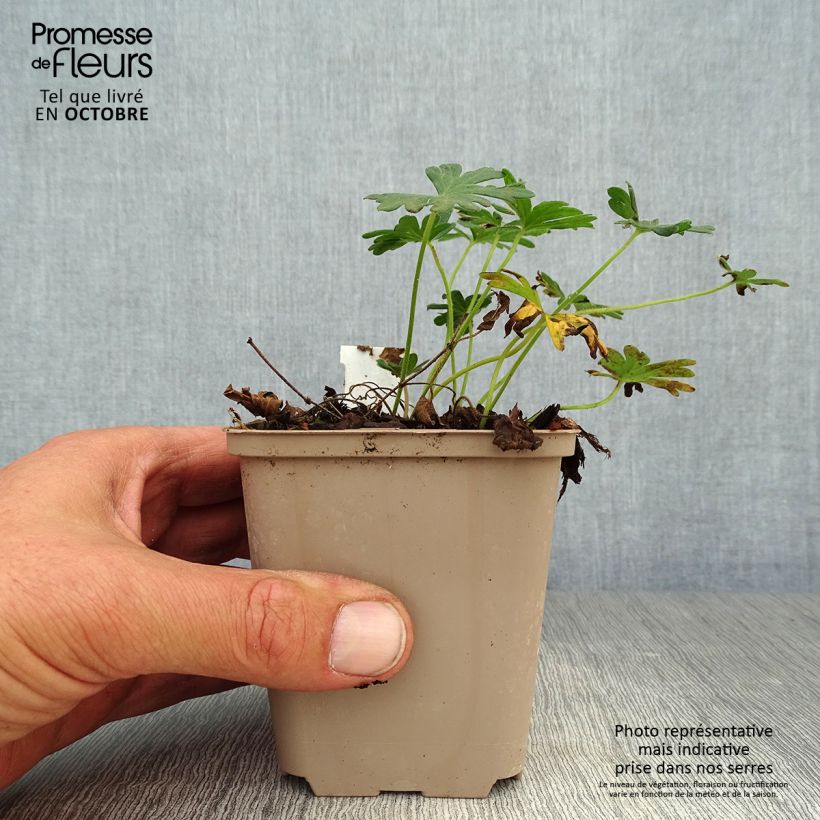 Ejemplar de Geranio de sangre Compactum - Geranium sanguineum Maceta de 8/9 cm entregado en otoño