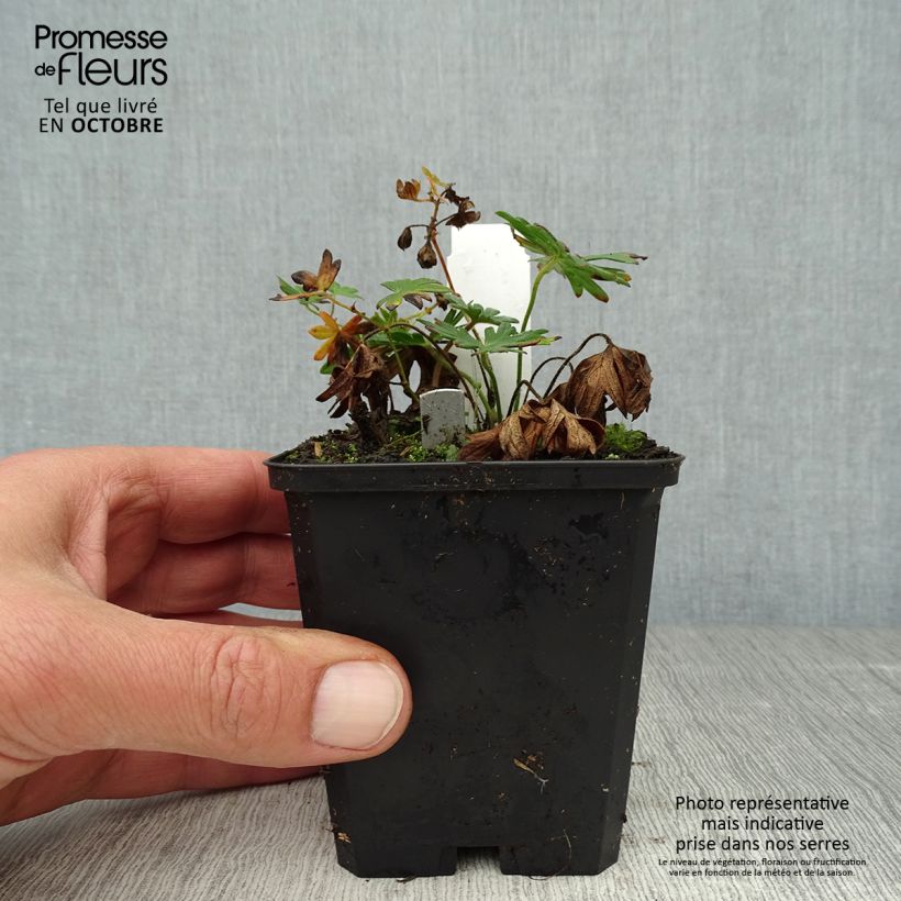Ejemplar de Geranio de sangre Elke - Geranium sanguineum Maceta de 8/9 cm entregado en otoño