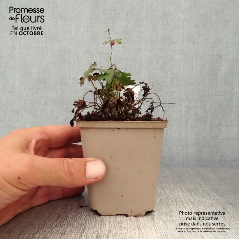 Ejemplar de Geranio de sangre Elsbeth - Geranium sanguineum Maceta de 8/9 cm entregado en otoño