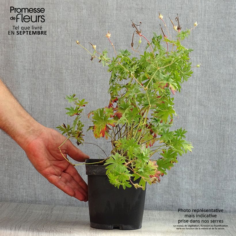 Ejemplar de Geranio de sangre - Geranium sanguineum Maceta 2L/3L entregado en verano