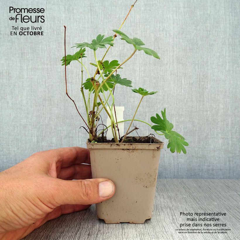 Ejemplar de Geranio de sangre Hannelore - Geranium sanguineum Maceta de 8/9 cm entregado en otoño