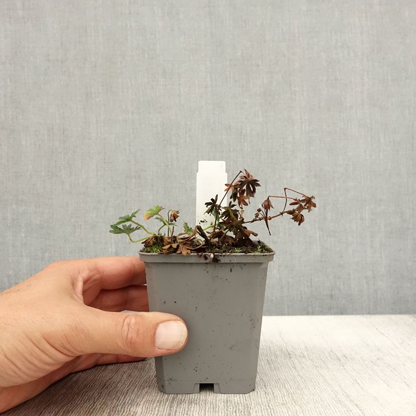 Ejemplar de Geranio de sangre Max Frei - Geranium sanguineum Maceta de 8/9 cm entregado en otoño