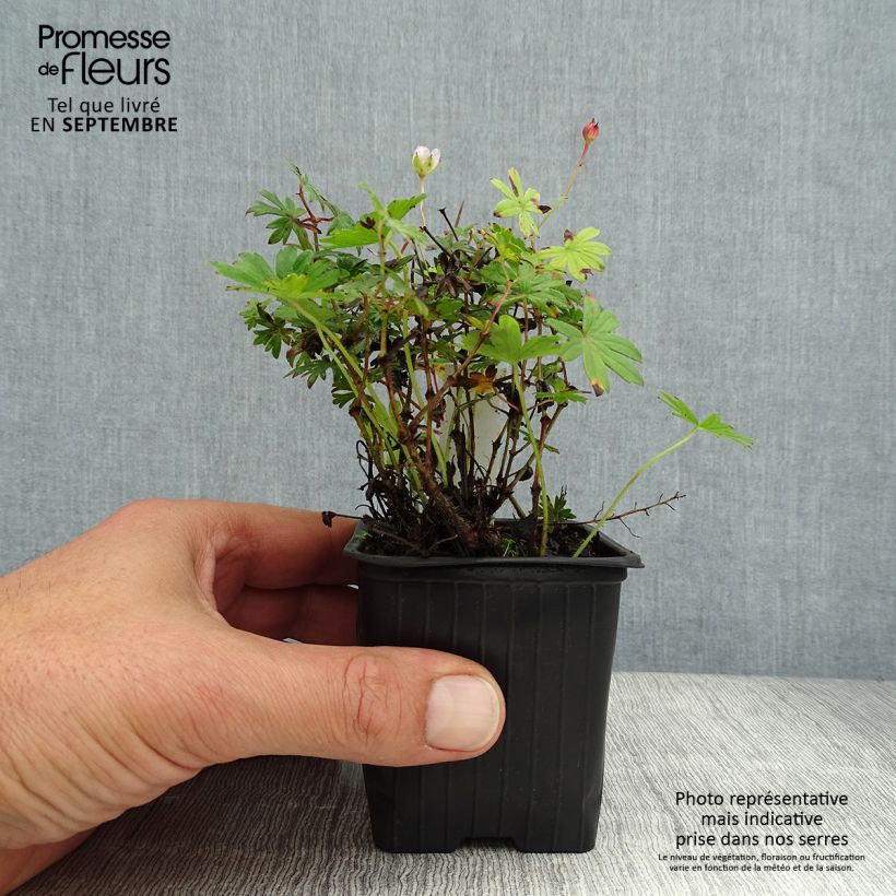 Ejemplar de Geranio de sangre Max Frei - Geranium sanguineum Maceta de 8/9 cm entregado en verano