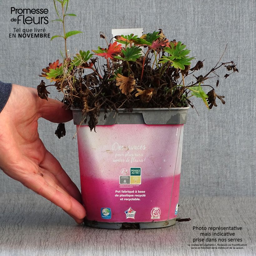 Ejemplar de Geranio de sangre Pink Pouffe - Geranium sanguineum Maceta 2L/3L entregado en otoño