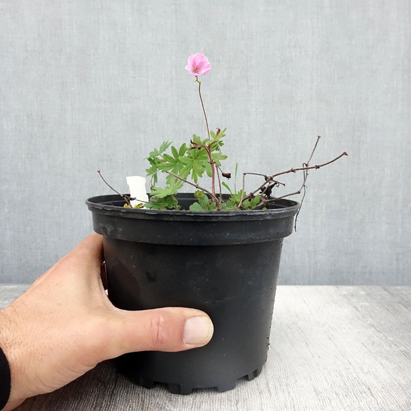 Ejemplar de Geranio de sangre var. striatum - Geranium sanguineum Maceta 2L/3L entregado en otoño