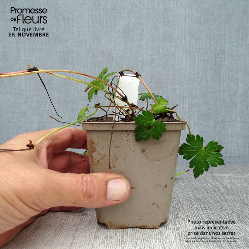 Ejemplar de Geranio Silvias Surprise - Geranio vivaz Maceta de 8/9 cm entregado en otoño