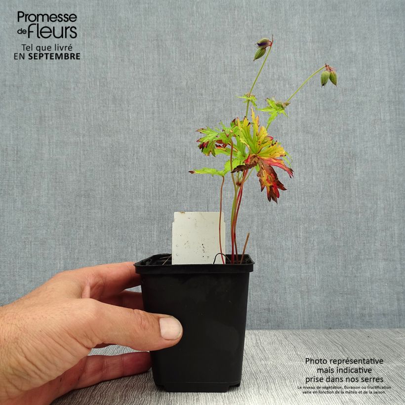 Ejemplar de Geranio de prado Spinners - Geranium pratense Maceta de 8/9 cm entregado en verano