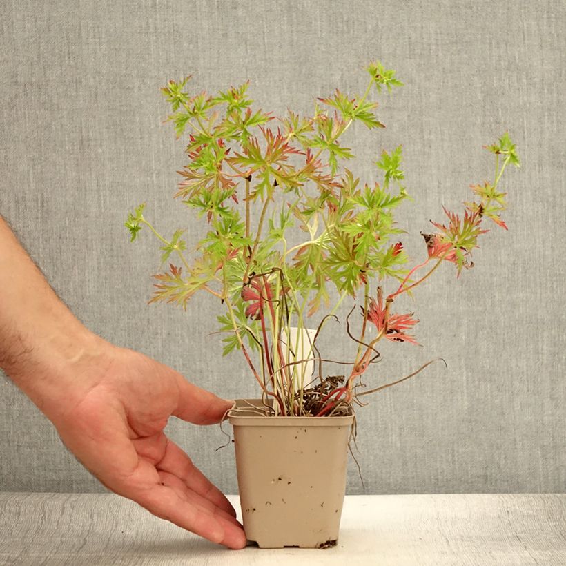 Ejemplar de Geranium soboliferum Starman - Geranio vivaz Maceta de 8/9 cm entregado en verano