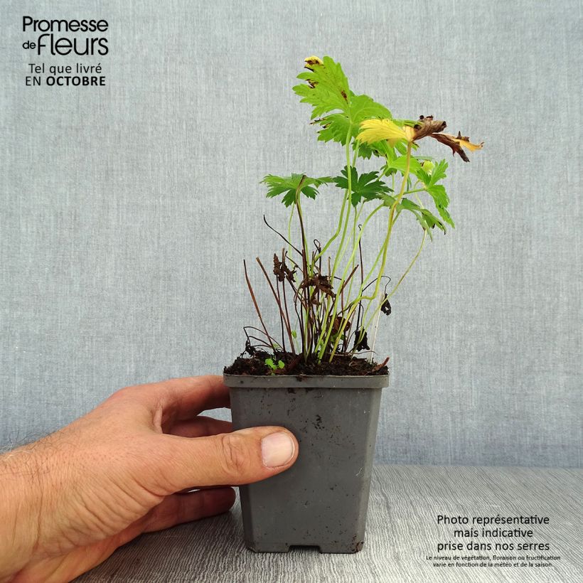 Ejemplar de Geranio silvestre Album - Geranio vivaz Maceta de 8/9 cm entregado en otoño