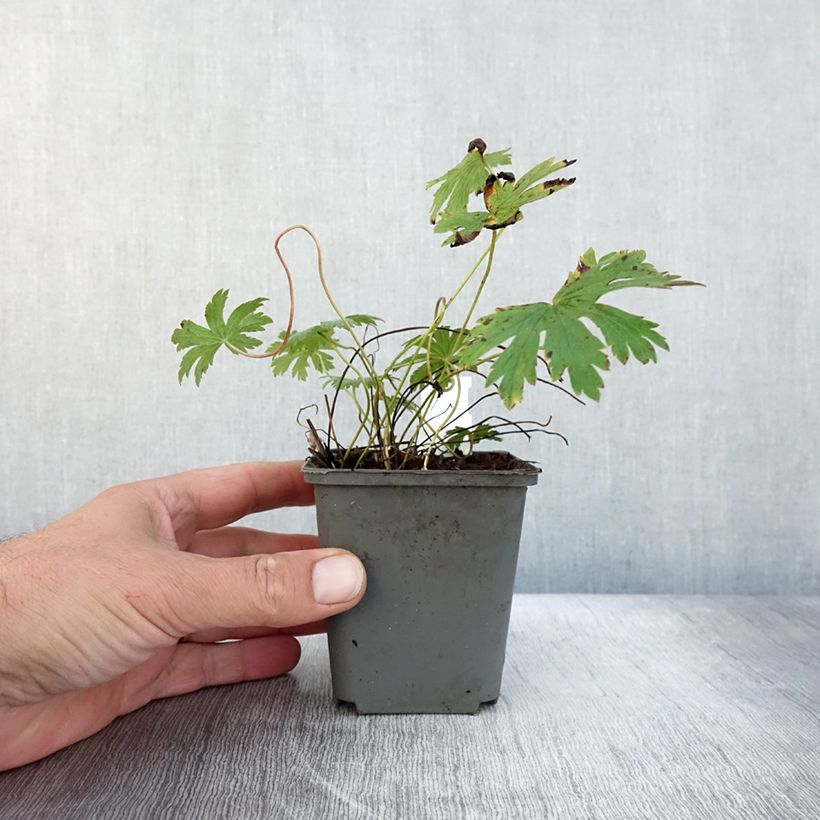 Ejemplar de Geranio silvestre Birch Lilac - Geranio vivaz Maceta de 8/9 cm entregado en otoño