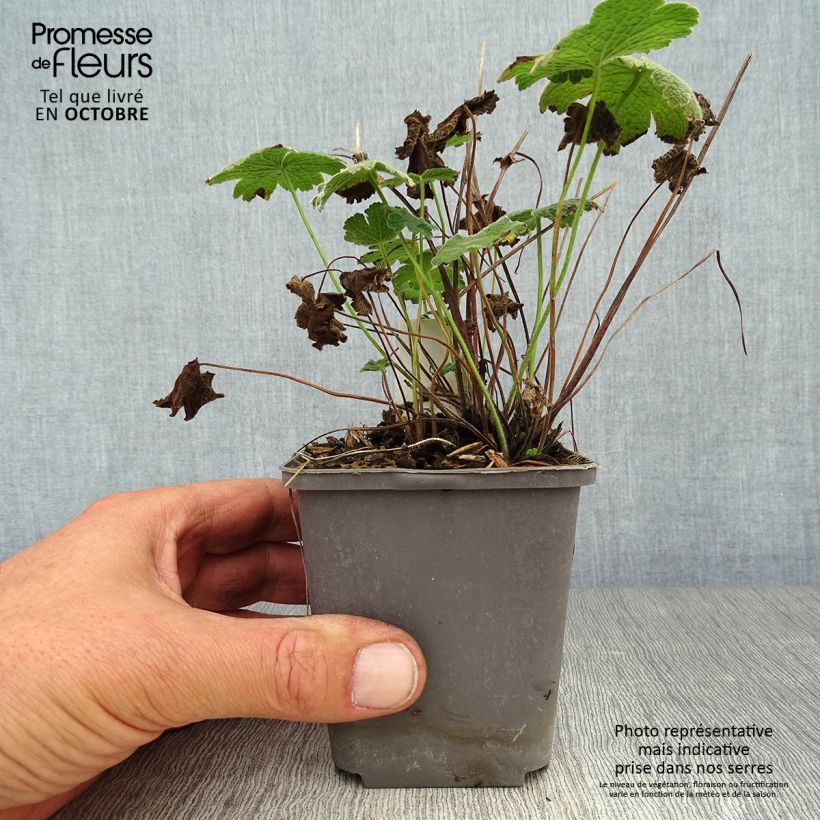 Ejemplar de Geranio Terre Franche - Geranio vivaz Maceta de 8/9 cm entregado en otoño