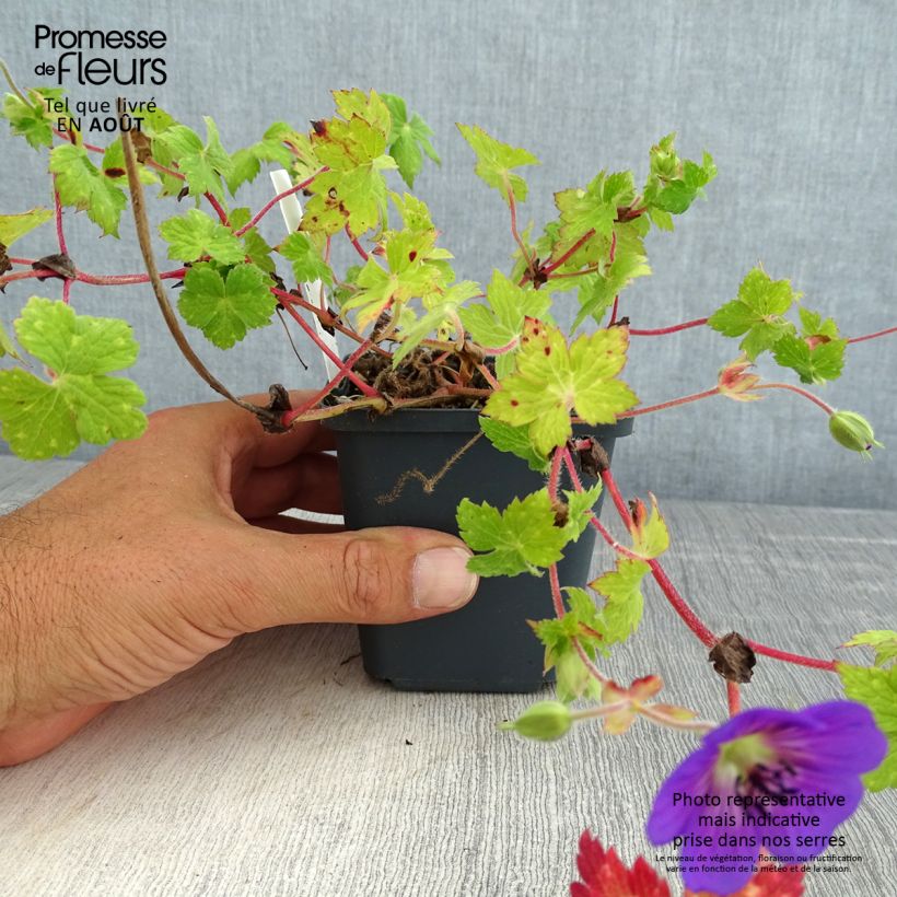 Ejemplar de Geranio wallichianum Censation Daily Blue - Geranio vivaz Maceta de 8/9 cm entregado en verano