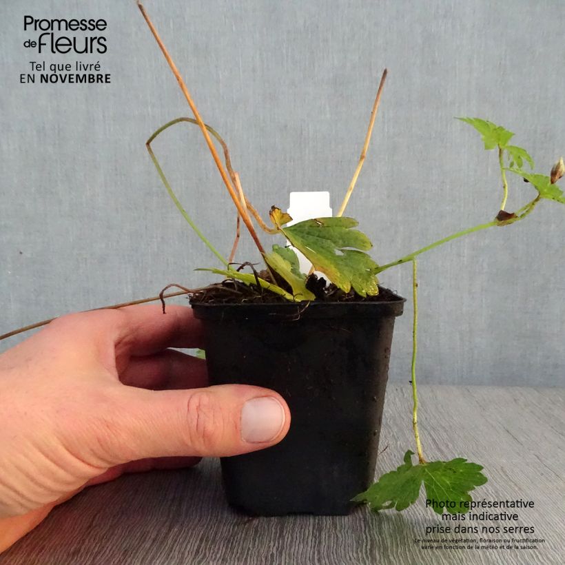 Ejemplar de Geranio wallichianum Havana Blues - Geranio vivaz Maceta de 8/9 cm entregado en otoño