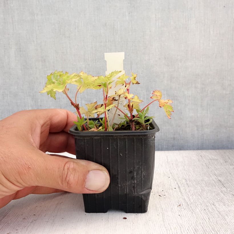 Ejemplar de Geranio wallichianum Magical All Summer Joy - Geranio vivaz Maceta de 8/9 cm entregado en verano