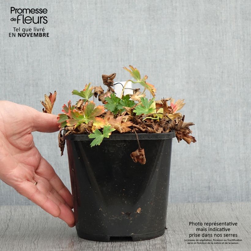 Ejemplar de Geranio yoshinoi Confetti - Geranio vivaz Maceta 1,5L/2L entregado en otoño