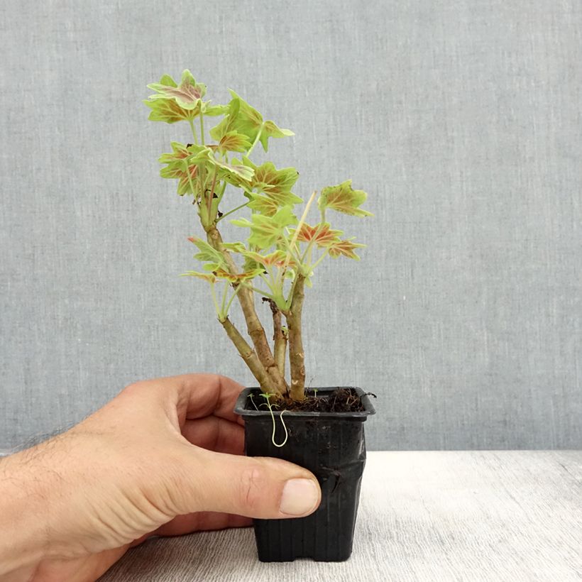 Ejemplar de Geranio Vancouver Centennial - Malvón Maceta de 7/8 cm entregado en otoño