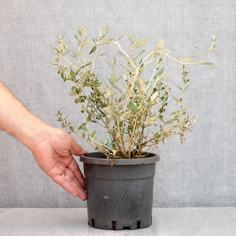 Ejemplar de Teucrium fruticans - Olivilla Maceta 2L/3L entregado en verano
