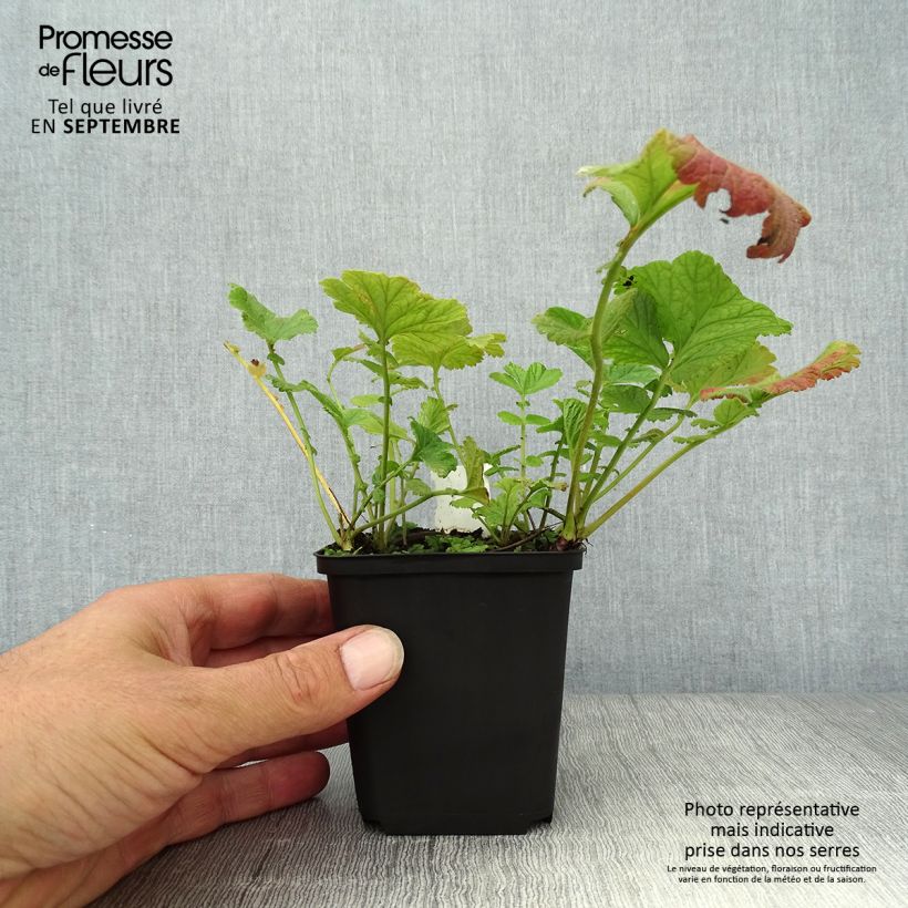 Ejemplar de Geum Banana Daiquiri - Hierba de San Benito Maceta de 8/9 cm entregado en otoño