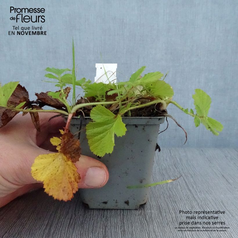 Ejemplar de Geum Bell Bank - Hierba de San Benito Maceta de 8/9 cm entregado en otoño