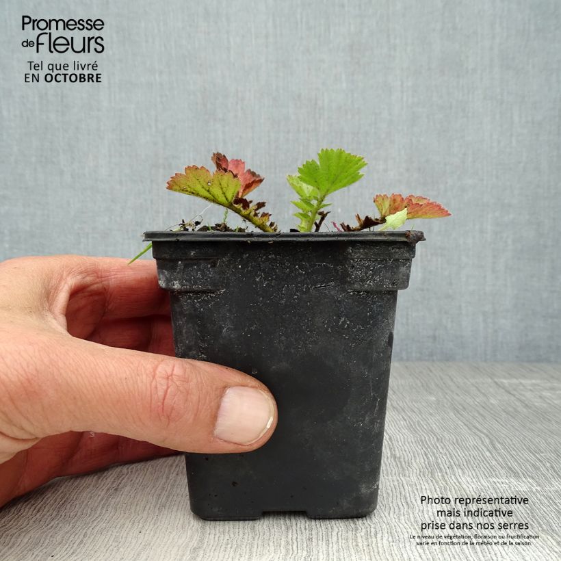 Ejemplar de Geum chiloense Lady Stratheden - Hierba del Clavo Maceta de 7/8 cm entregado en otoño