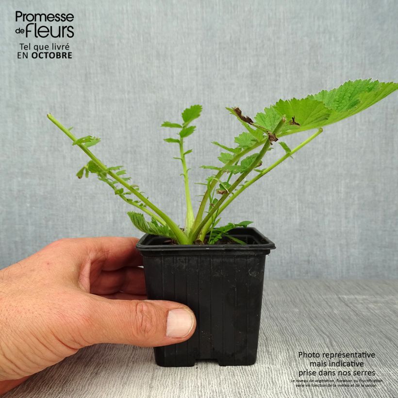 Ejemplar de Geum chiloense Mrs Bradshaw - Hierba del Clavo Maceta de 7/8 cm entregado en otoño