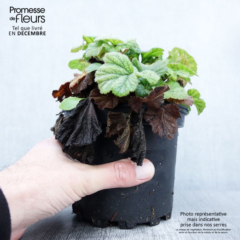 Ejemplar de Geum coccineum Borisii - Hierba de San Benito Maceta 2L/3L entregado en otoño