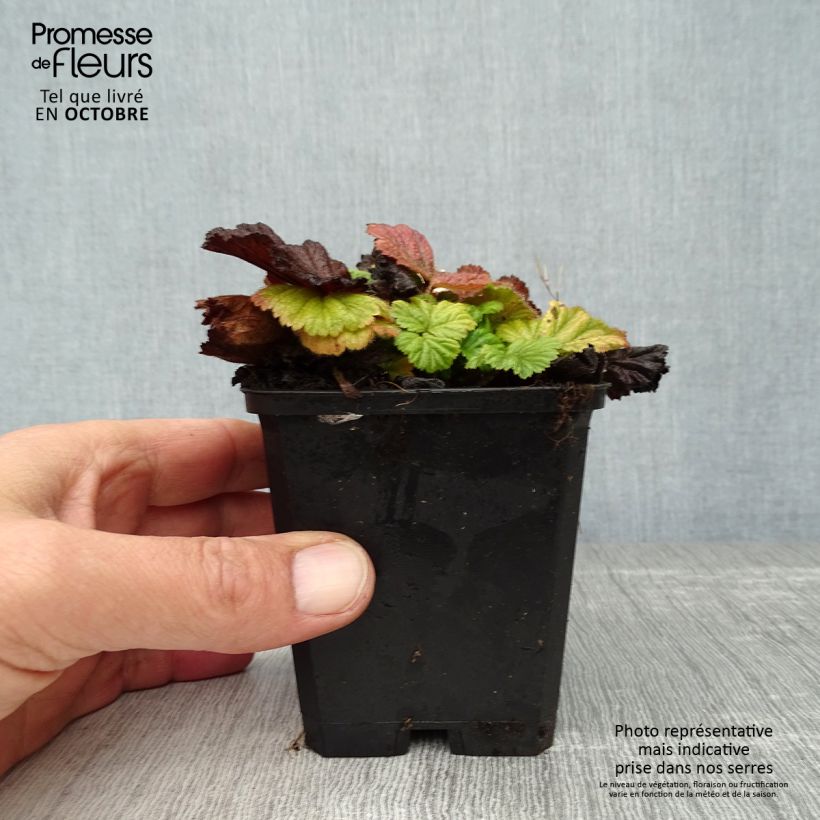 Ejemplar de Geum coccineum Borisii - Hierba de San Benito Maceta de 8/9 cm entregado en otoño