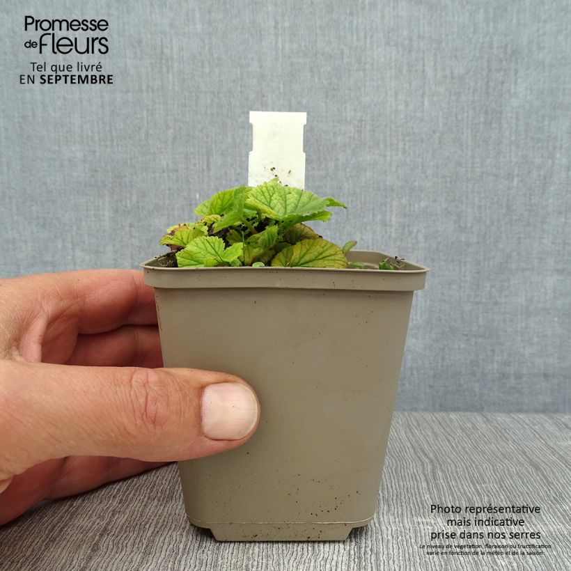 Ejemplar de Geum coccineum Karlskaer - Hierba de San Benito Maceta de 8/9 cm entregado en verano